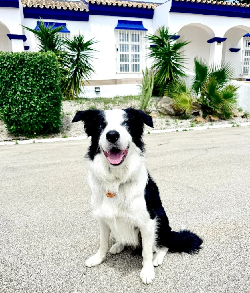 hotel pet friendly en medina sidonia