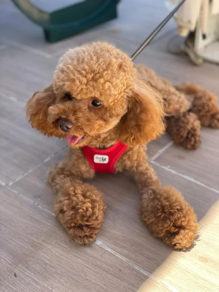 Pet friendly
